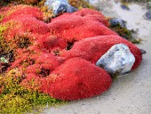 В переувлажненных местах произрастают эффектные красные мхи