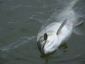 Жерешпер на 6 кг