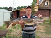 Хороша щучка! 