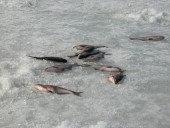 Зимияя рыблка