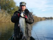 Жерех на 5 кг