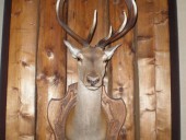 Одна из версий о происхождении названия «Елань» связана с языком малороссов-хохлов. Эта легенда была записана урюпинским краеведом Б. Лащилиным: в XVII веке в пойменных лесах нашей местности водились олени (по- украински – лани). Мужчинам, пришедшим с охоты, задавали вопрос: «Е лань?», на который он