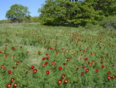 Природный парк 