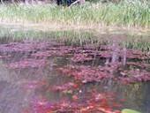 Природный парк 