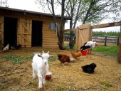 Мини-зоопарк