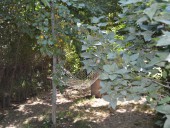 На территории