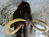 Царство вечной мерзлоты