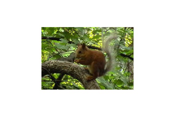 Фотография Детский бойскаутский лагерь «Атланта» 9