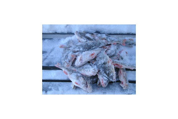 Фотография Рыболовная база «Генерал» 4