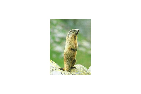 Фотография Дом охотника «Охотклуб» 0