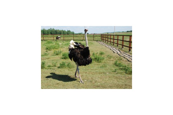 Фотография Парк отдыха «Веслево» 7