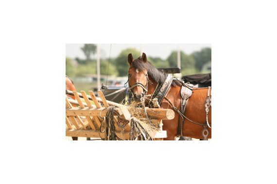 Фотография Парк отдыха «Веслево» 4