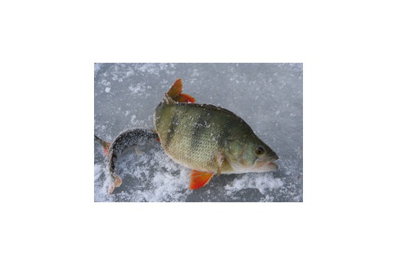 Фотография Рыболовно-охотничья база «Сокровище Дельты» 6