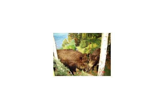 Фотография Алексинский художественно-краеведческий музей 3