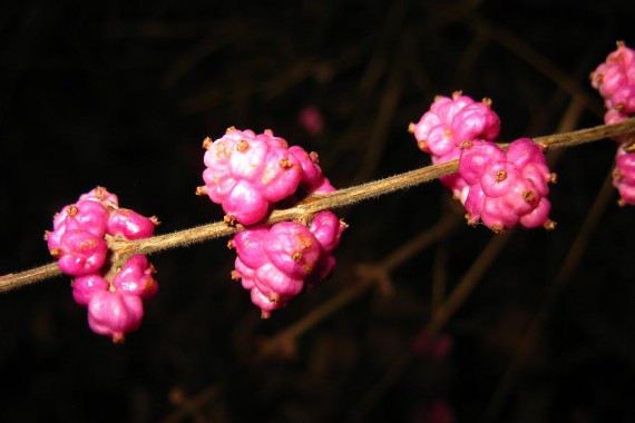 Фотография Ботанический сад 0