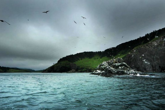 Фотография Заказник «Малые Курилы» 4