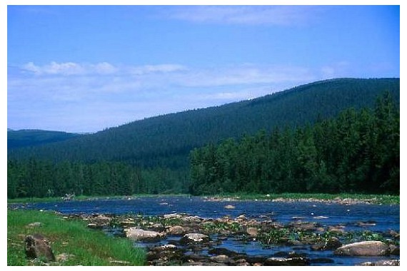 Фотография Печоро-Илычский заповедник 5