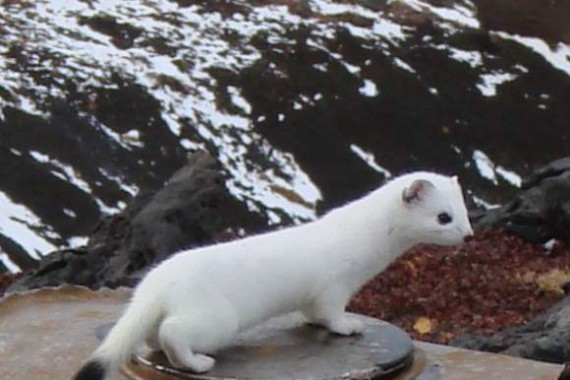 Фотография Вулканы Камчатки 5