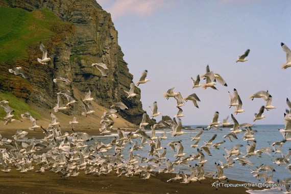 Фотография Заповедник «Командорский» 6