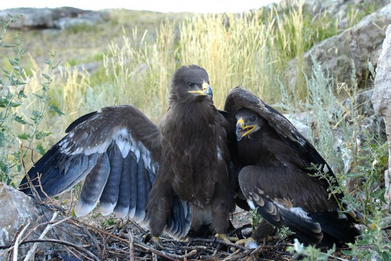Фотография Заповедник «Оренбургский» 6