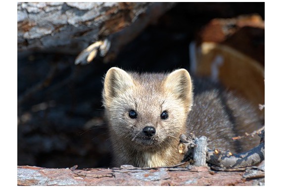 Фотография Баргузинский заповедник 0
