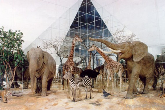 Фотография Дарвиновский музей 2