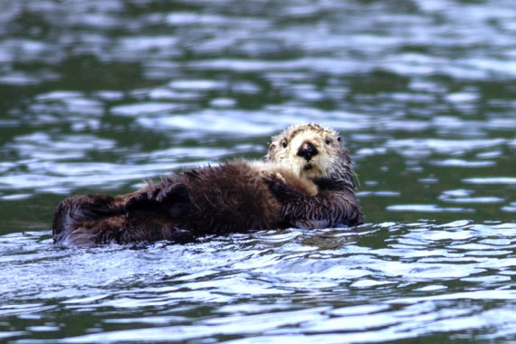 Фотография Заказник «Малые Курилы» 2