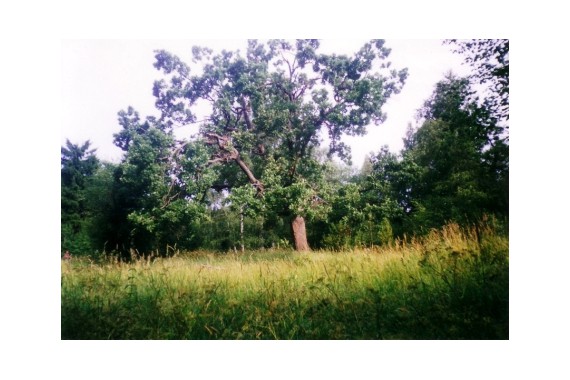 Фотография Кургальский заказник 0