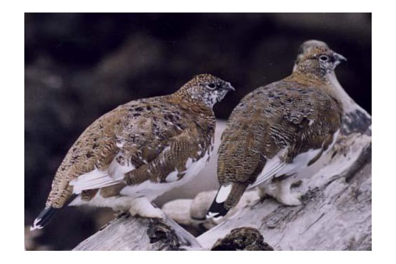 Фотография Усть-Ленский заповедник 3