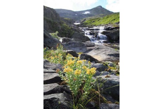 Фотография НП «Югыд ва» 2