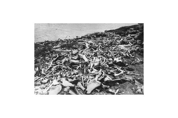 Фотография Берелехское кладбище мамонтов 1