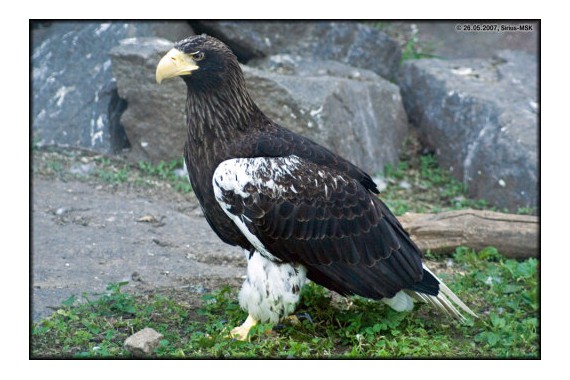 Фотография Вулканы Камчатки 7