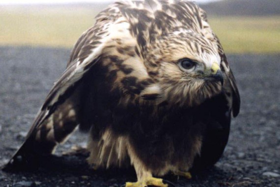 Фотография Усть-Ленский заповедник 7