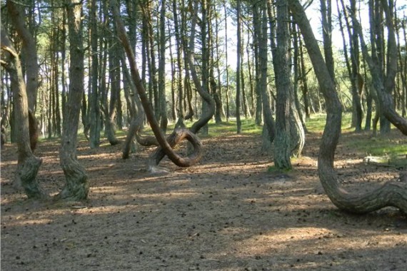 Фотография Куршская коса 0