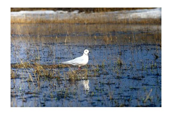 Фотография Усть-Ленский заповедник 4