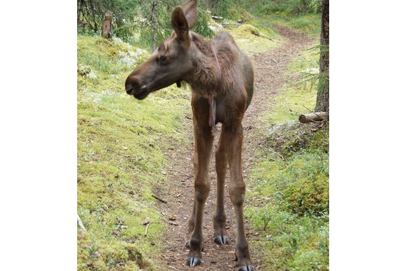 Фотография Печоро-Илычский заповедник 2