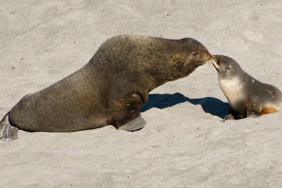 Фотография Заповедник «Командорский» 4