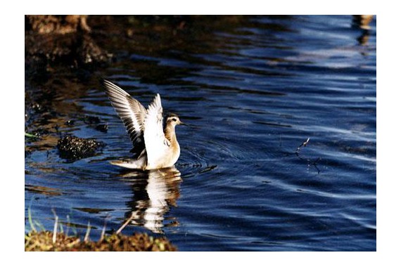 Фотография Усть-Ленский заповедник 5