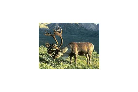 Фотография Усть-Ленский заповедник 2