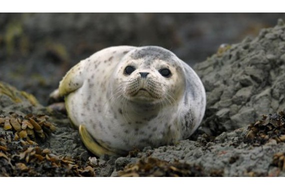 Фотография Заповедник «Командорский» 5