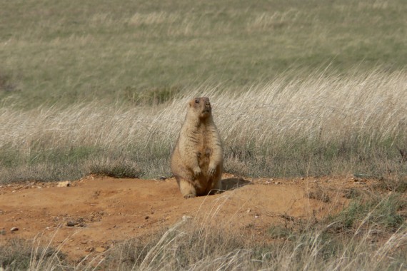 Фотография Заповедник «Оренбургский» 5