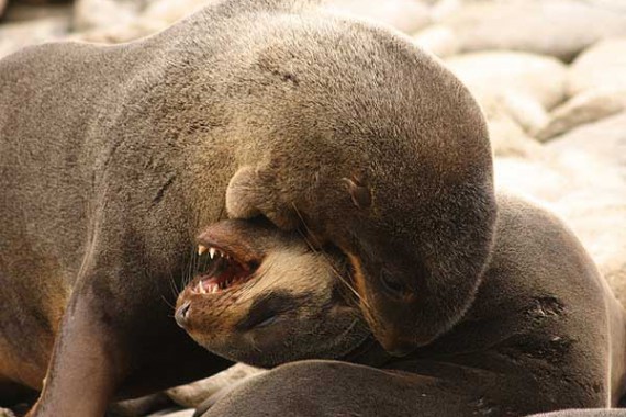 Фотография Заповедник «Командорский» 3