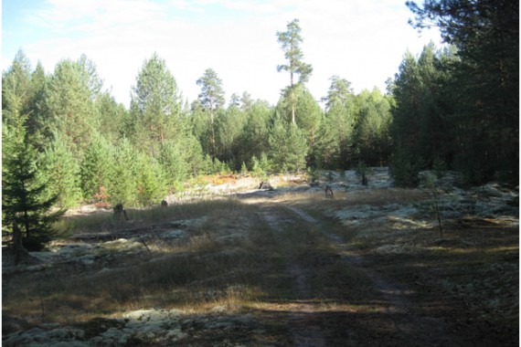 Фотография Андреевский сосновый бор 1