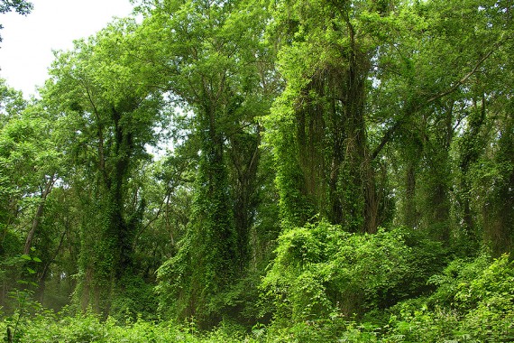 Фотография Заказник «Самурский» 5