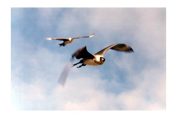 Фотография Усть-Ленский заповедник 6