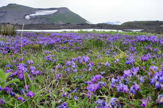 Фотография Вулканы Камчатки 4