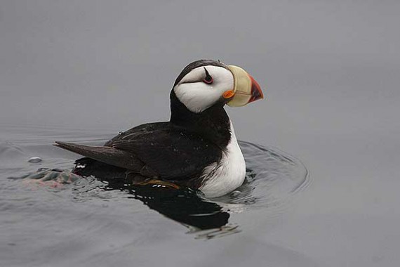 Фотография Заповедник «Командорский» 2