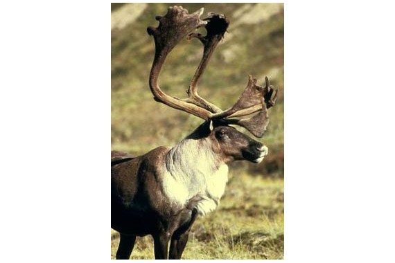 Фотография Кенозерский национальный парк 0