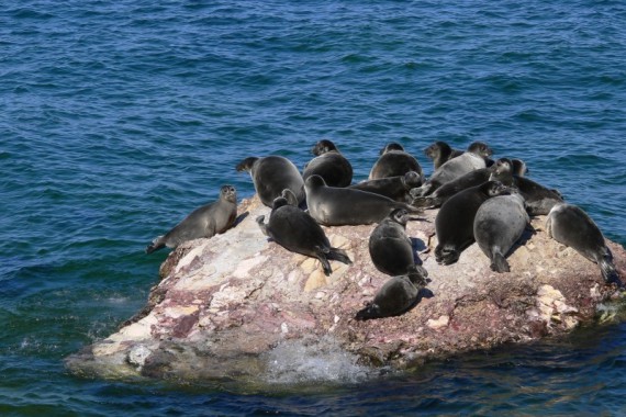 Фотография Заповедник «Байкальский» 0