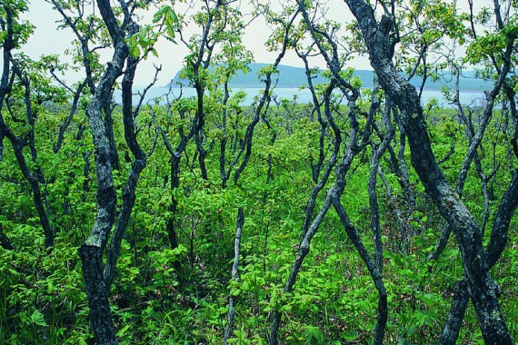 Фотография Сихотэ-Алинский заповедник 2